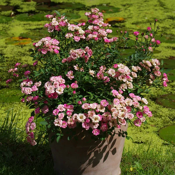 [1002005] Rosier Lilly Rose P15cm **Nouveau: très nain **