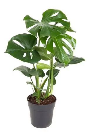 [1002065] Monstera Deliciosa P24 120/+