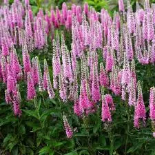 [1002069] Veronica spicata Inspire Pink Pot P17 cm