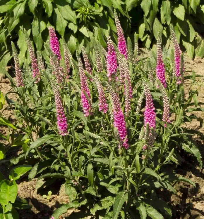 Veronica spicata Anniversy Rose Pot P15 cm