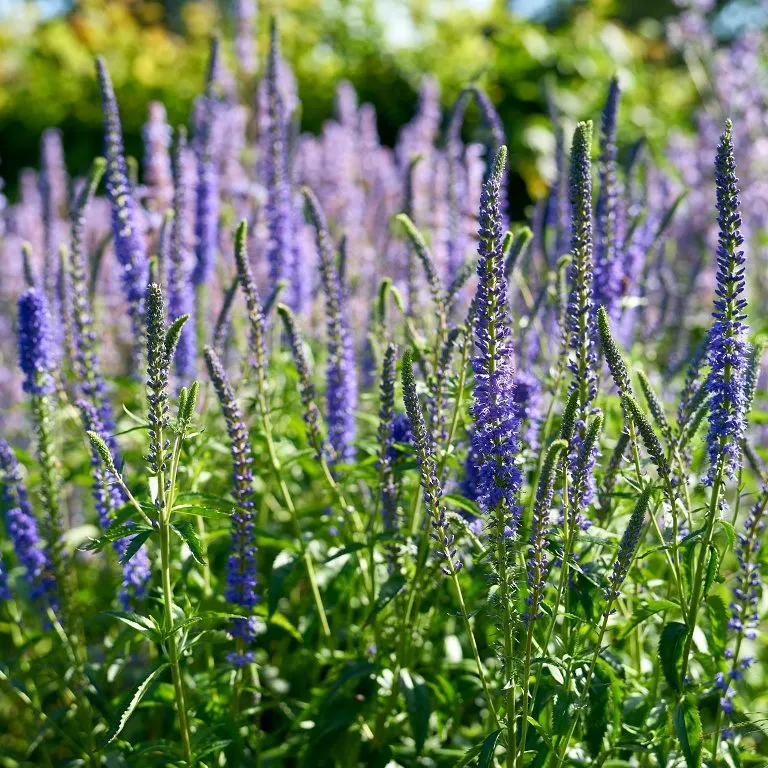 [1002075] Veronica longifolia Berenice Blue Pot P17 cm