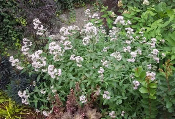 [1002083] Caryopteris clandonensis Lissteph Stephi® Pot C3