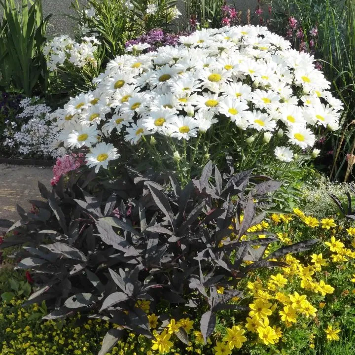 Leucanthemum superbum Daisy May Pot P15 cm- Marguerite des champs naine vivace