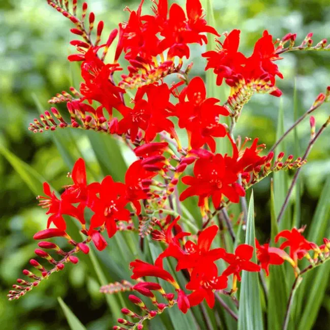 [1002089] Crocosmia Lucifer Pot C2Litres - Montbretia