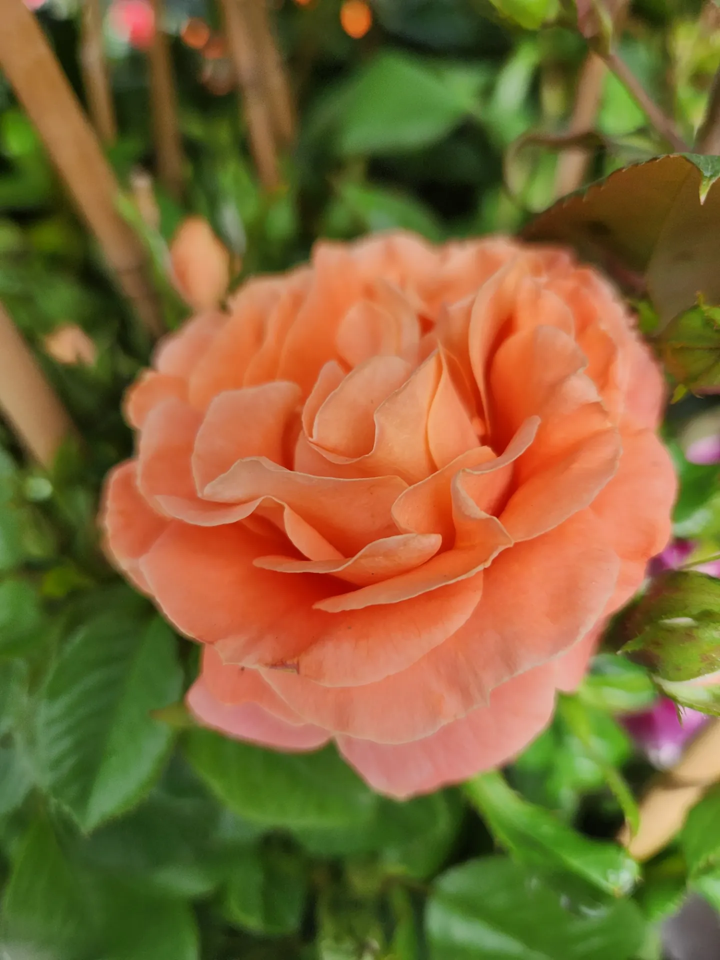 [1002109] Rosier Orange Dawn Grimpant Pot C5