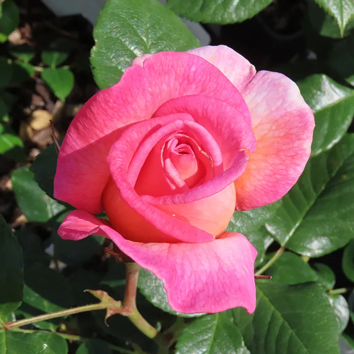 [1002111] Rosier Grimpant Sweet Syrie Pot C5
