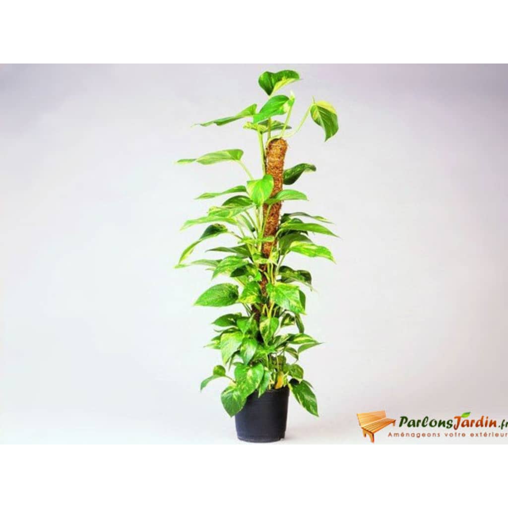 Tuteur en fibre de coco ht 60cm * 38 mm