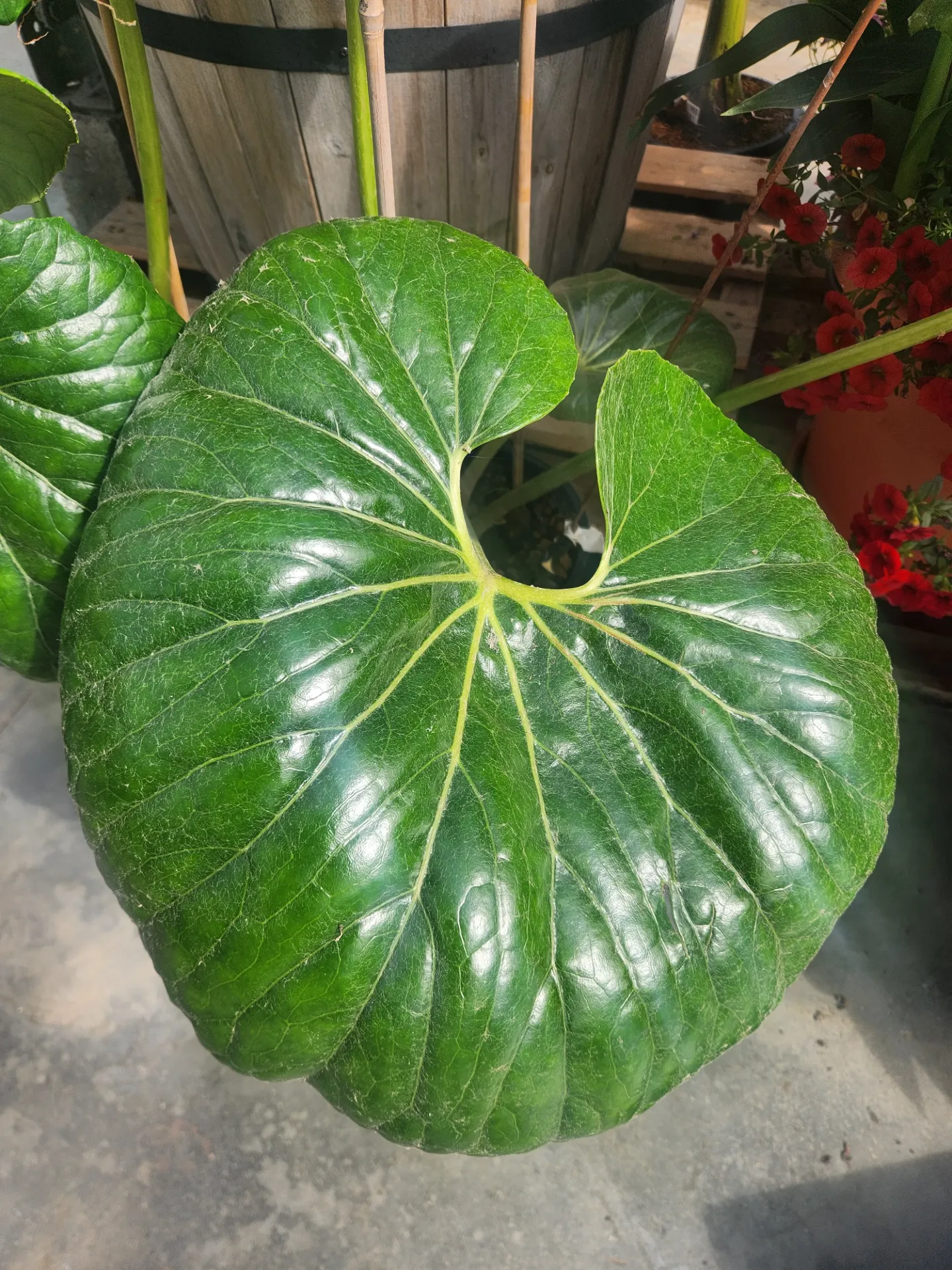 [1002261] Farfugium Japonicum Gigantea Pot 24cm