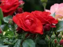 Rosier Meilove Bright Pot C5Litres