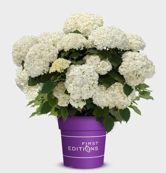 [1002279] Hydrangea arborescens Flower Wow® XL Pot C15Litres ** Hortensia arborescent **
