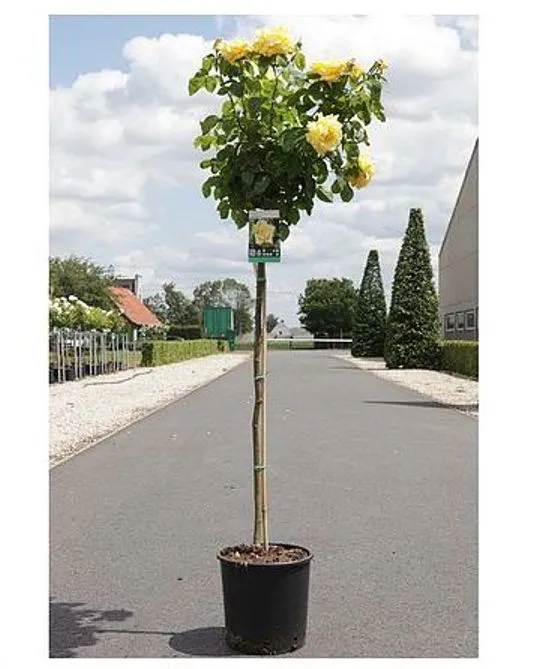 [1002287] Rosier Gold Star tige 100 cm Pot C7Litres