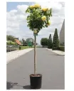 Rosier Gold Star tige 100 cm Pot C7Litres