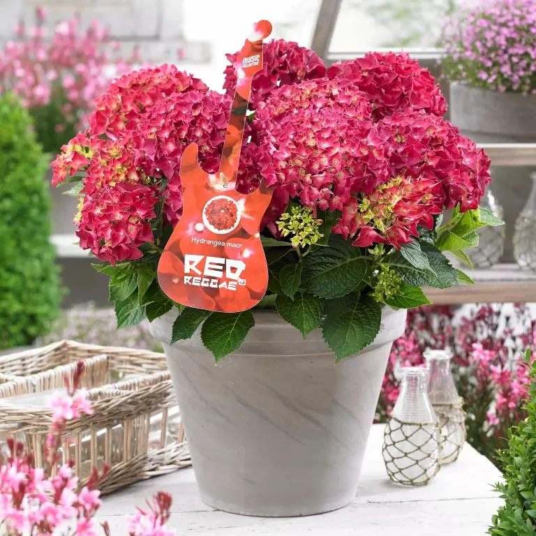 [1002315] Hydrangea macrophylla Red Reggae Pot P23 - C5L Hortensia rouge