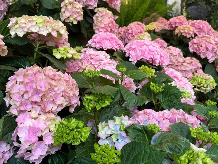 Hydrangea macrophylla Pink Ball Pot C5Litres * Hortensia rose **