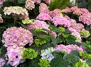 Hydrangea macrophylla Pink Ball Pot C5Litres * Hortensia rose **