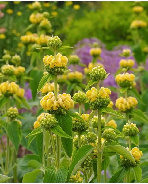 [1002331] Phlomis russeliana Pot P9