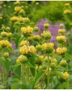 Phlomis russeliana Pot P9