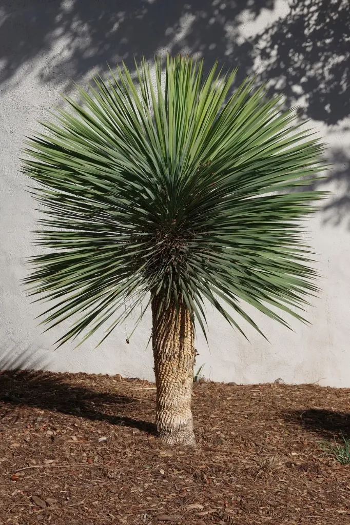 [1002335] Yucca Rostrata  P37