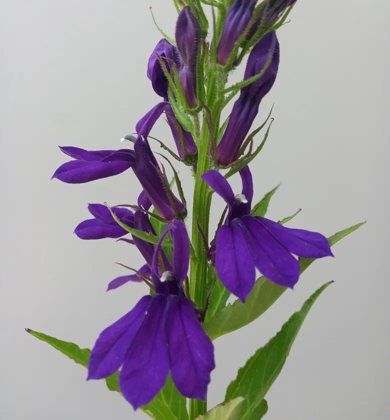 [1002337] Lobelia speciosa fanship Blue Pot P13 cm
