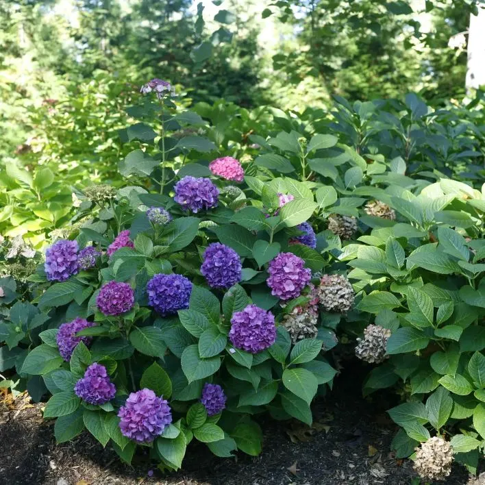 Hydrangea macrophylla Flair & Flavours® Blackcurrant Muffin Pot C5Litres ** Hortensia **