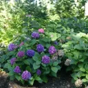 Hydrangea macrophylla Flair & Flavours® Blackcurrant Muffin Pot C5Litres ** Hortensia **