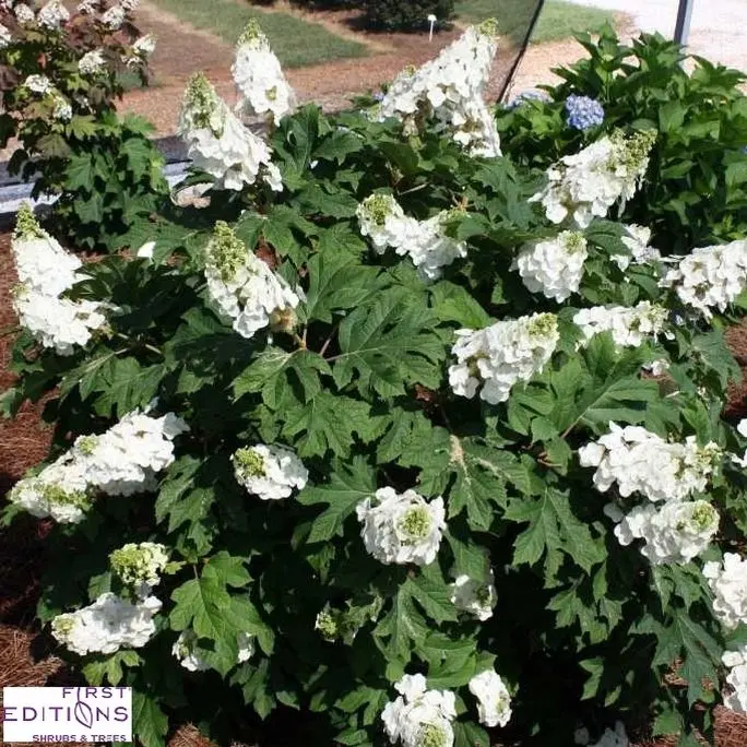 [1002386] Hydrangea quercifolia Jetstream Pot C3  ** Hortensia à feuilles de chêne **