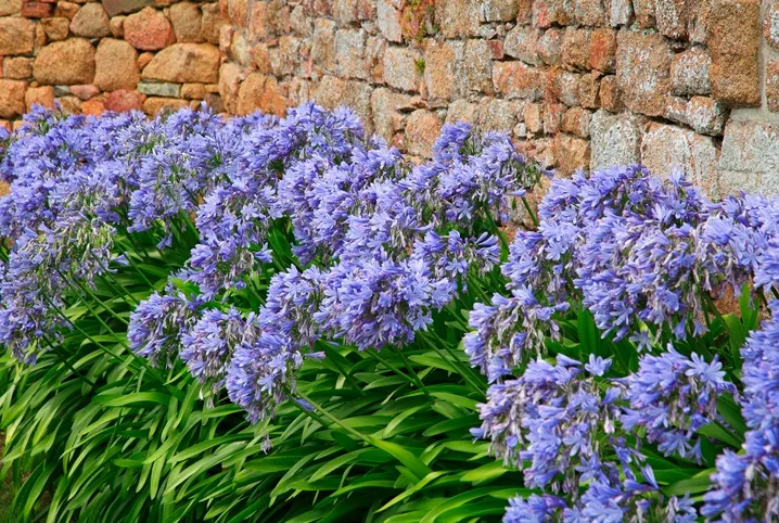 [1002410] Agapanthus Su Casa Pot C10Litres XL
