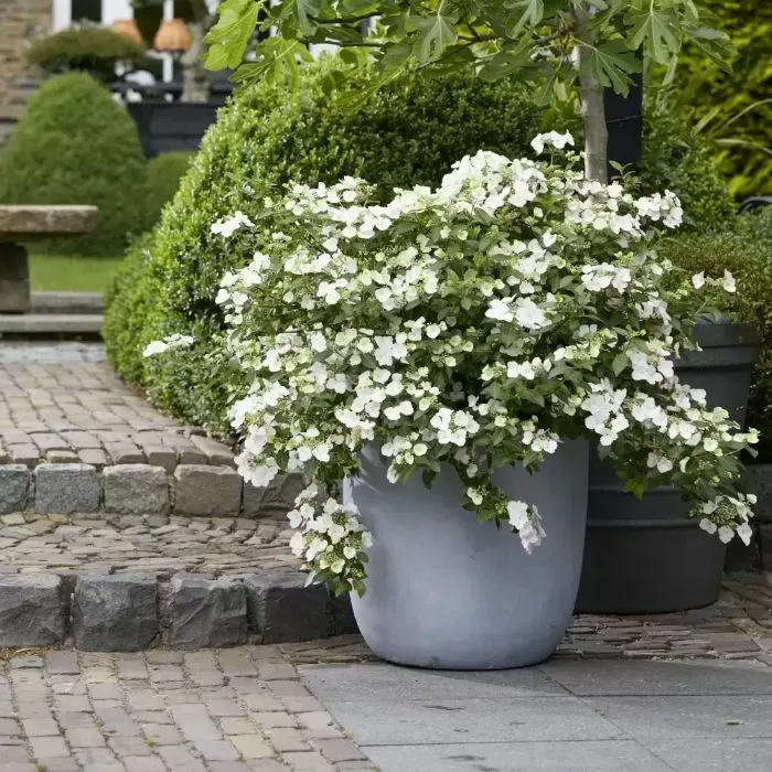 [1002414] Hydrangea macrophylla Runaway Bride XXXL Pot C35 Litres ** Hortensia. Variété primée en 2018 au RHS Show London **