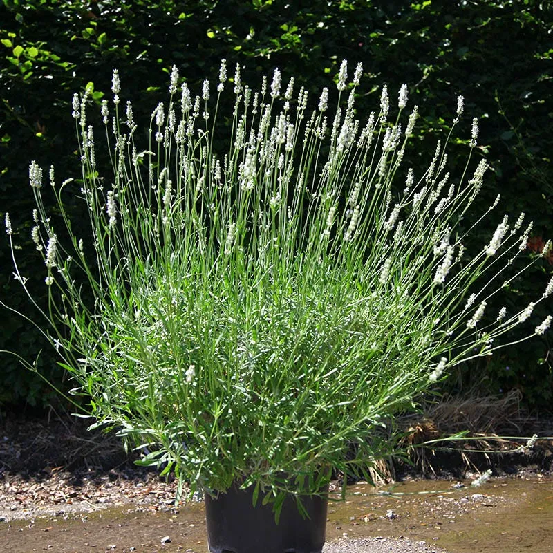 Lavandula int. EXCEPTIONNAL XL Pot C3.6 ** Lavandin blanc**