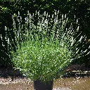 Lavandula int. EXCEPTIONNAL XL Pot C3.6 ** Lavandin blanc**