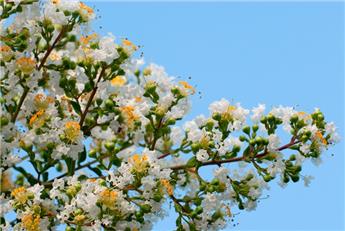 [1002435] Lagerstroemia indica Petite Canaille Blanc Pot C5L ** blanc ** - Lilas des Indes.
