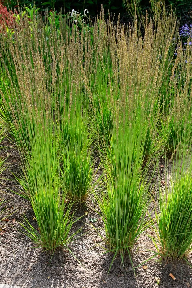 [1002439] Molinia caerulea 'Moorhexe' Pot C3