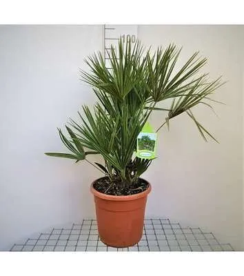 [1002445] Chamaerops humilis Compacta 40 60 cm Pot C7 ** Palmier nain**