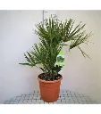 Chamaerops humilis Compacta 40 60 cm Pot C7 ** Palmier nain**