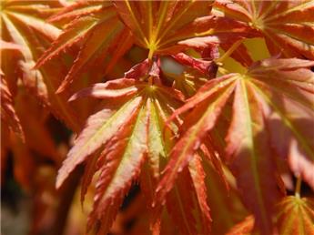 Acer palmatum Orange Dream tige +/- 60 cm CM Pot C15L ** Erable du Japon **