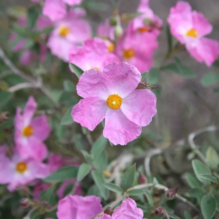 Cistus Silver Pink Pot C3Litres