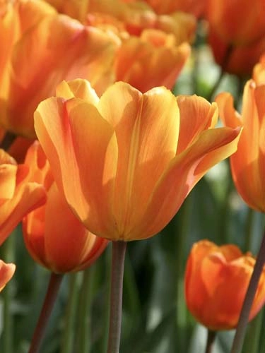[1002552] Tulipe Jimmy * 7 pc cal.11/12