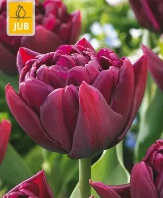 [1002554] Tulipe Alison Bradley * 7 pc cal.11/12