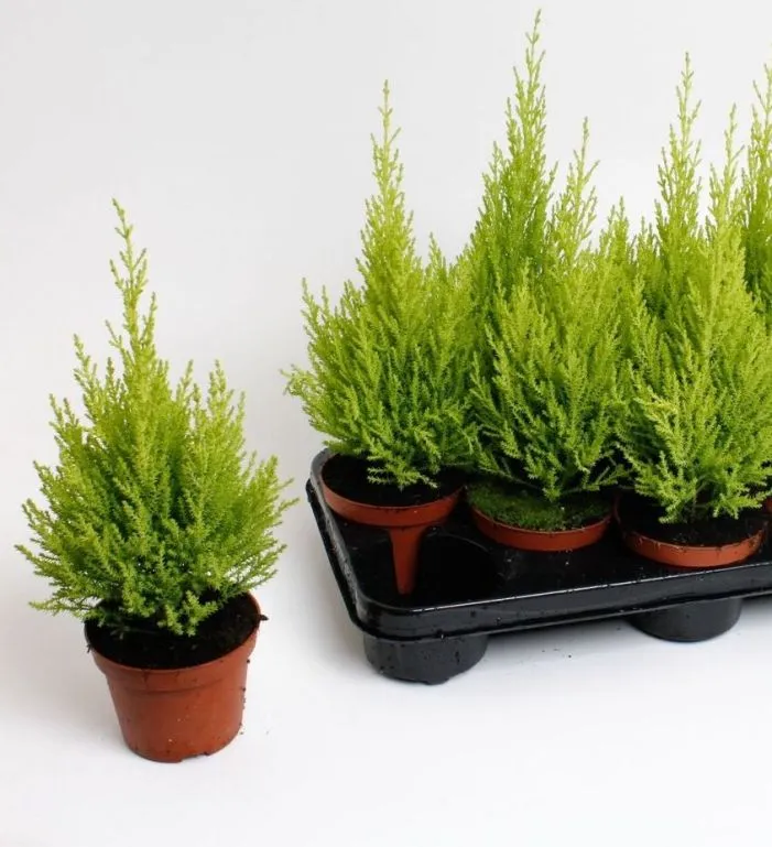 [1002561] Cupressus mac. P12 Goldcrest Wilma 030 040 Pot P12 cm