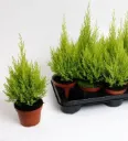 Cupressus mac. P12 Goldcrest Wilma 030 040 Pot P12 cm