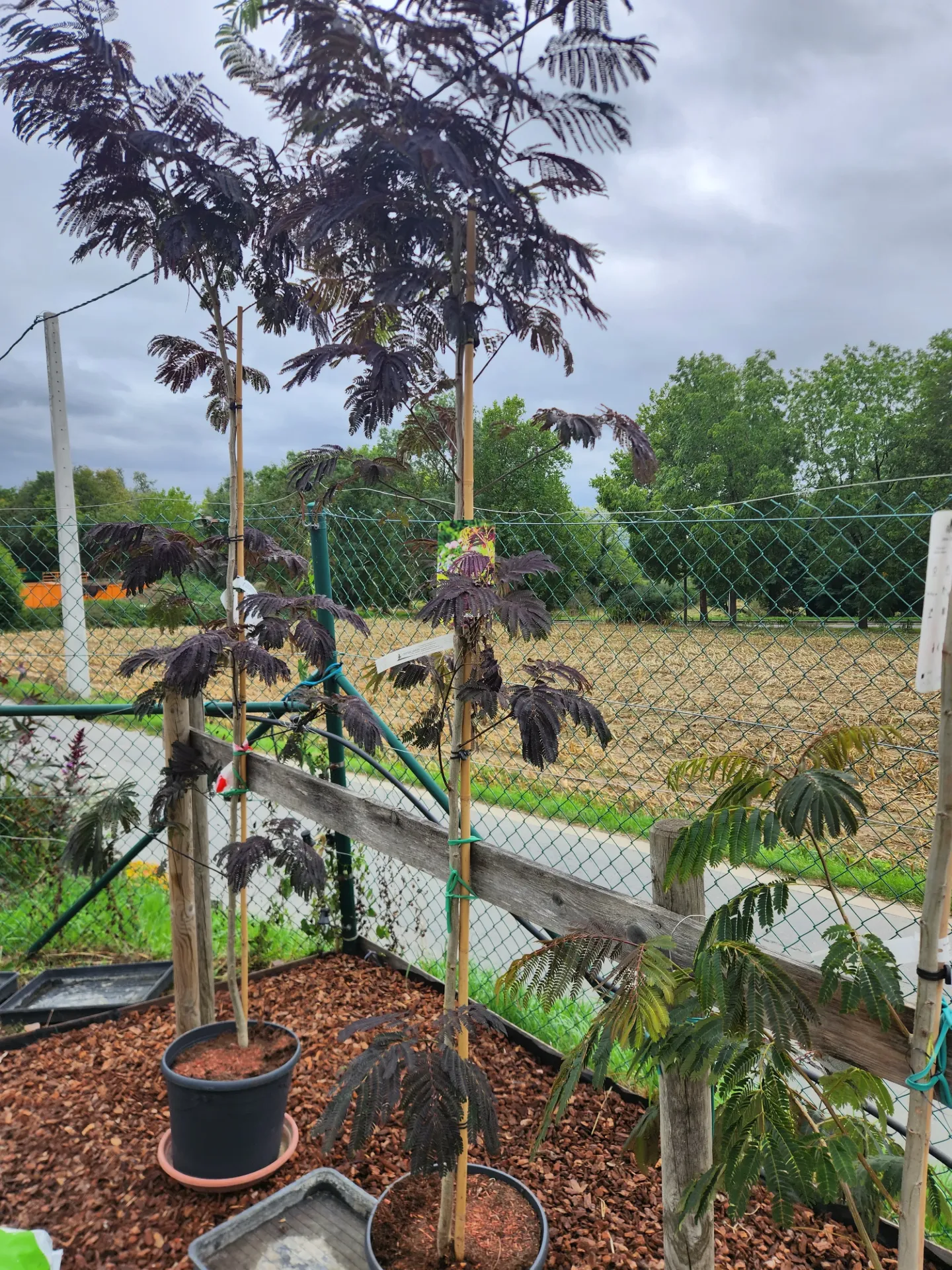 [1002605] Albizia julibrissin Summer Chocolate Baliveau 175 200cm Pot C18