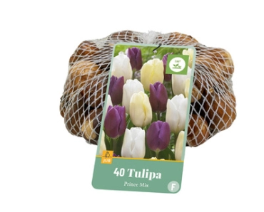 [1002632] Tulipe Prince Mix * 40pc Cal.11/12