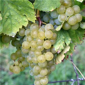 [1002634] Vitis vinifera Riesling Pot C5 ** Vigne. Raisins jaune doré **