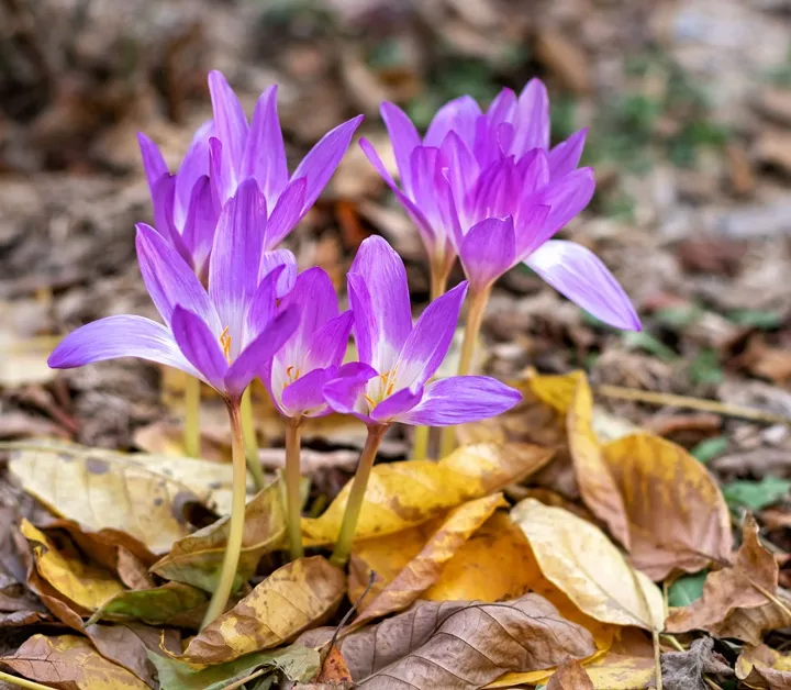 [1002636] Colchicum autumnale The Giant Pot P15 - Colchique