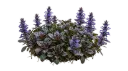 Ajuga rep. Black Scallop Pot P9