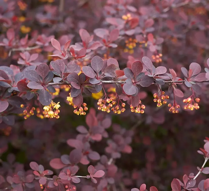 Berberis thunbergii Atropurpurea 50 60 Pot C7.5 *** Épine-vinette pourpre