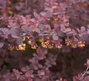 Berberis thunbergii Atropurpurea 50 60 Pot C7.5 *** Épine-vinette pourpre