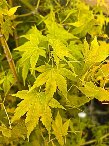 [1002650] Acer palmatum Aoyagi 60 80 cm Pot P19 ** Erable du Japon **