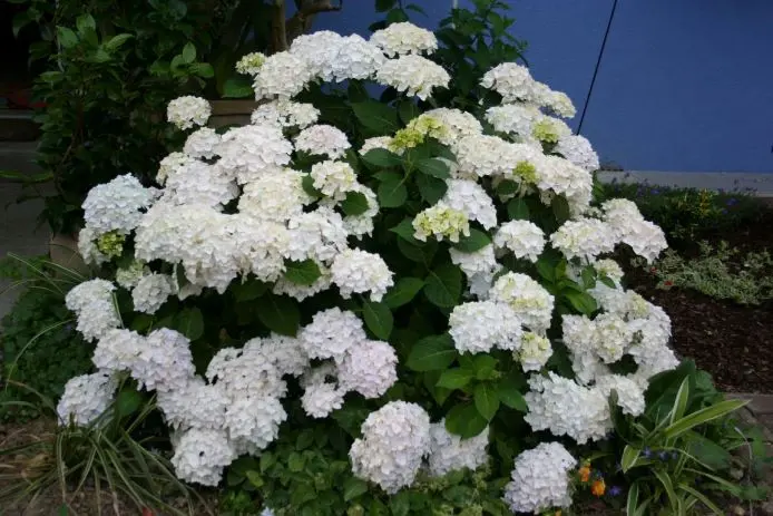 [1002660] Hydrangea macrophylla Endless Summer The Bride XXTRA Pot C35Litres ** Hortensia **