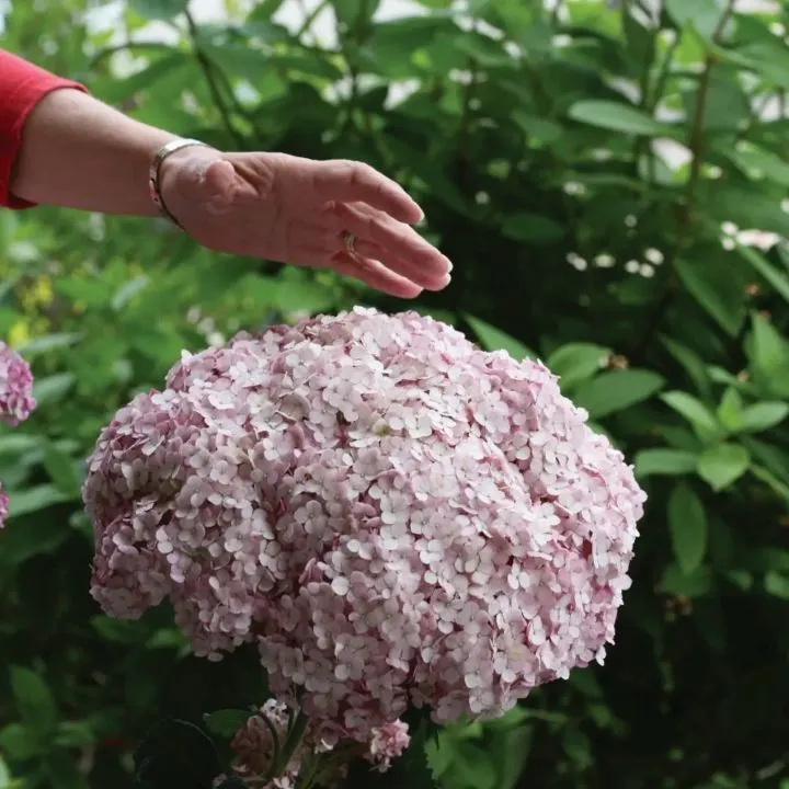 [1002676] Hydrangea arborescens Sweet Annabelle Pot C3 ** Hortensia arborescent rose **